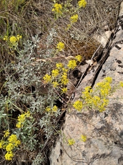 Odontarrhena tortuosa