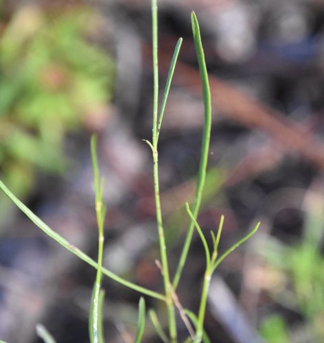 Image of Coreopsis floridana by (c) Mike Ostrowski, some rights reserved (CC BY-SA)