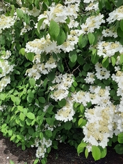 Viburnum plicatum