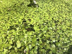 Spirodela polyrhiza