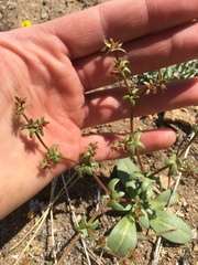 Centrostegia thurberi