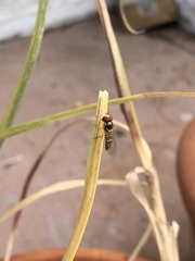 Allograpta obliqua