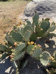 Opuntia mojavensis