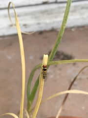 Allograpta obliqua