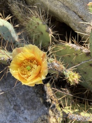 Opuntia mojavensis