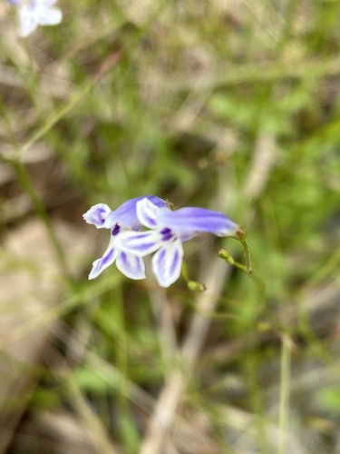 Lindernia monticola