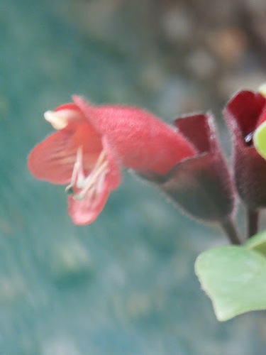Aeschynanthus pulcher