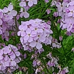 Hesperis