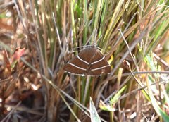 Argyrostrotis quadrifilaris