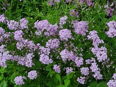 Hesperis
