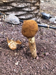 Battarrea phalloides