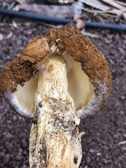 Battarrea phalloides