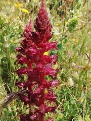 Orobanche foetida