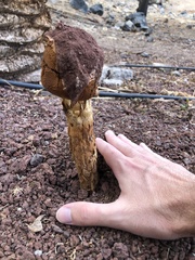 Battarrea phalloides