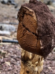 Battarrea phalloides