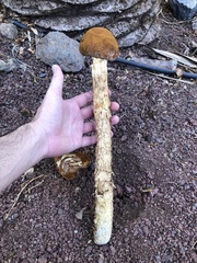Battarrea phalloides
