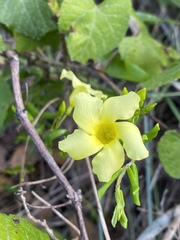 Pentalinoninae