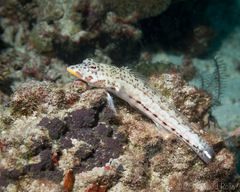 Parapercis clathrata