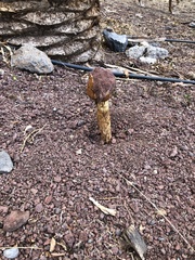 Battarrea phalloides