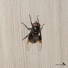 Copestylum mexicanum