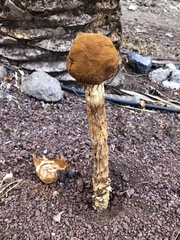 Battarrea phalloides