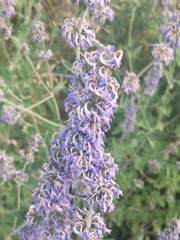 Nepeta curviflora