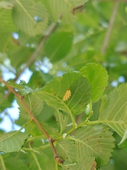 Xanthogaleruca luteola