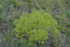 Crambe tataria