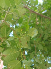 Xanthogaleruca luteola