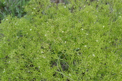 Crambe tataria