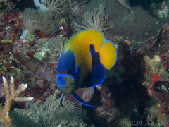 Pomacanthus navarchus