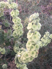 Marrubieae