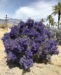 Psorothamnus spinosus