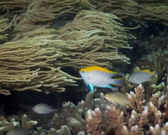 Neoglyphidodon melas