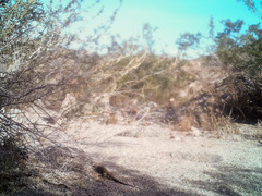 Aspidoscelis tigris tigris