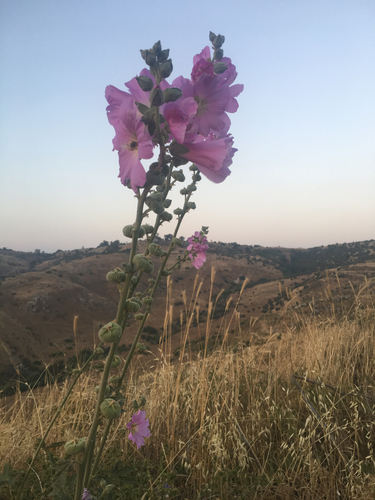 Alcea dissecta