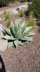 Agave ovatifolia