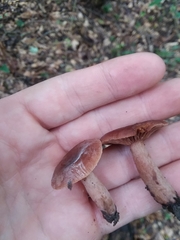 Lactarius hepaticus