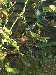 Passer domesticus