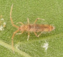 Entomobrya decemfasciata