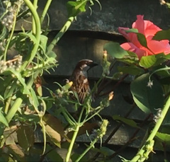 Passer domesticus
