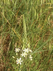 Ornithogalum pyramidale