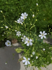 Gypsophila elegans
