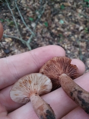 Lactarius hepaticus