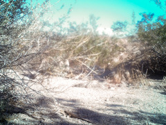 Aspidoscelis tigris tigris