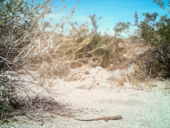 Aspidoscelis tigris tigris