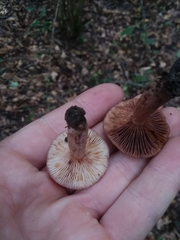 Lactarius hepaticus