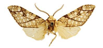 Lophocampa propinqua