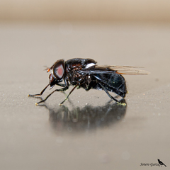 Copestylum mexicanum