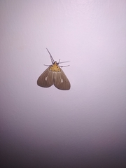 Asota producta